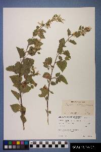 Brickellia californica image